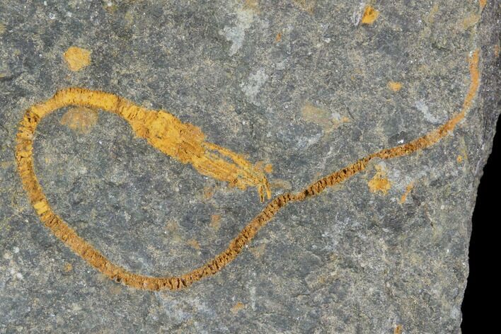 Ordovician Crinoid Fossil - Kaid Rami, Morocco #102831